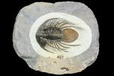 Spiny Kolihapeltis Trilobite - Rare Species #92930-1